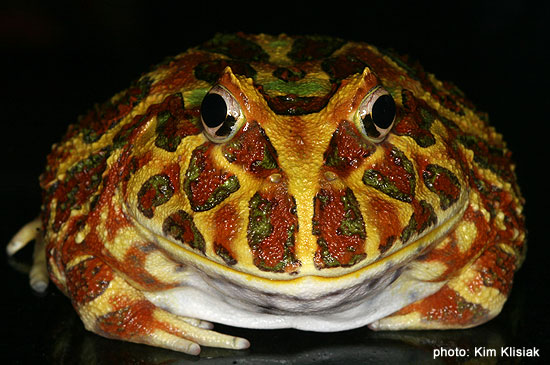 adult pacman frog